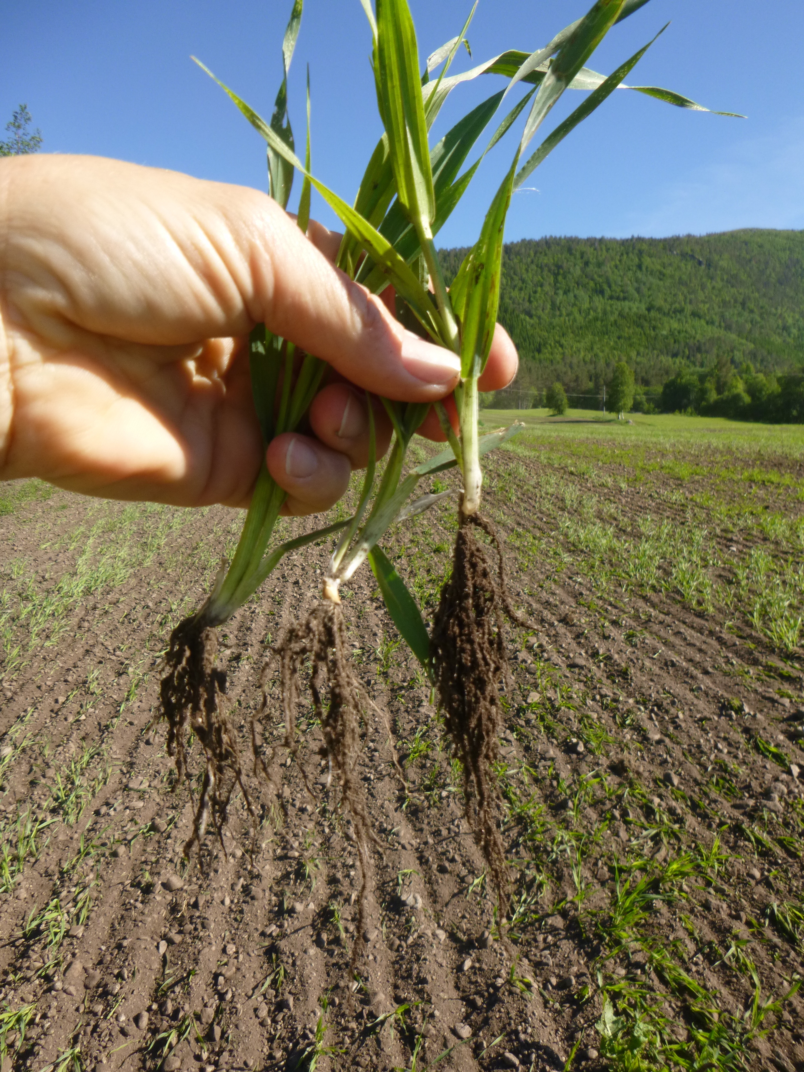 Weed harrowing in the cover growth of barley where clover/grass seeds are sown, to become a new perennial organic grass-clover meadow. The barley plants can withstand the slightly rough treatment, while the weeds are inhibited. (Photo: Reidun Pommeresche)