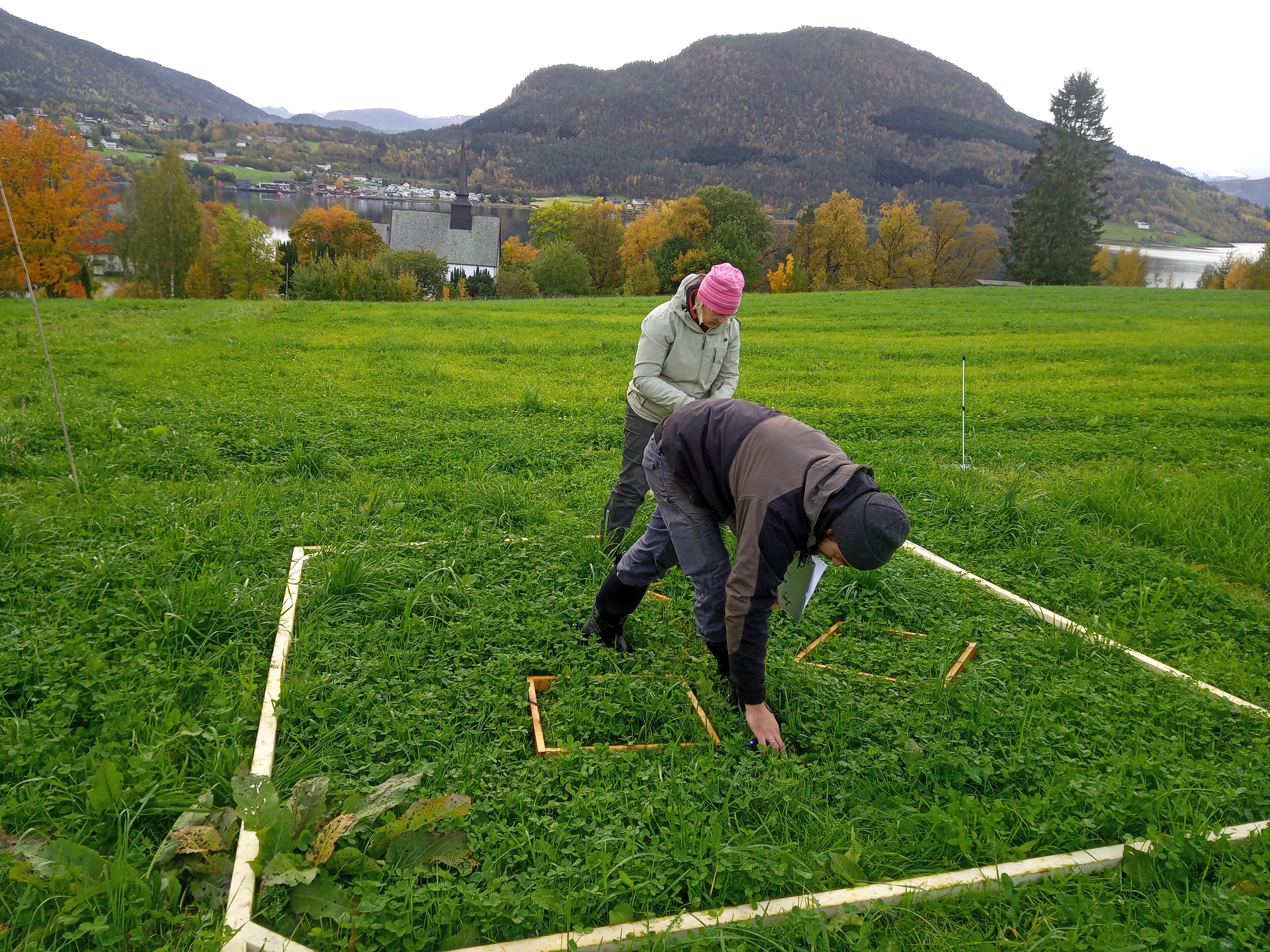 Maud Grøtta (NLR) og Max Koch (NORSØK) bruker arealrammer for å telle antall forskjellige planter innenfor et avgrenset område. (Foto: Sara Hansdotter)