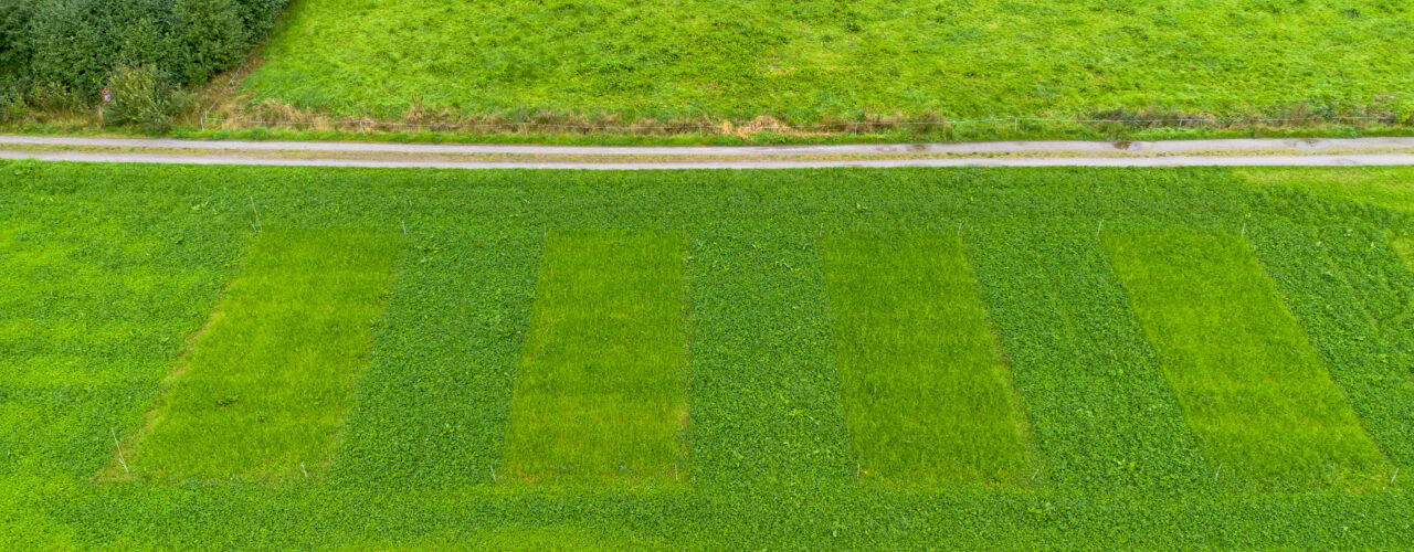 Dette er noen av forsøkfeltene som forskerne bruker for å teste metoder mot høymole. Dett er en førsteårs økologisk eng. (Foto: Vegard Botterli)