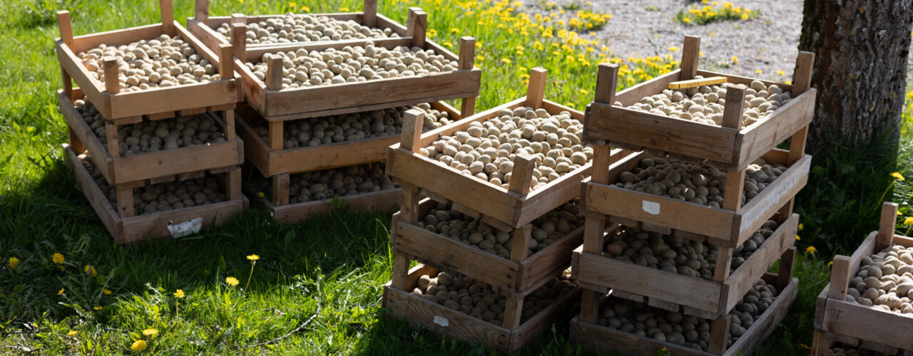 We are looking forward to three years of potato field trials at Tingvoll gard. (Photo: Vegard Botterli)