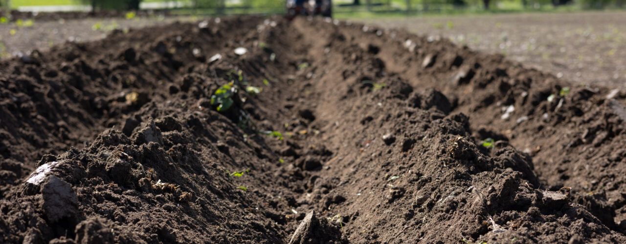 Potet er en av de viktigste matplantene vi har. Hvordan kan vi utnytte denne viktige ressursen enda bedre gjennom sirkulærøkonomi? (Foto: Vegard Botterli)