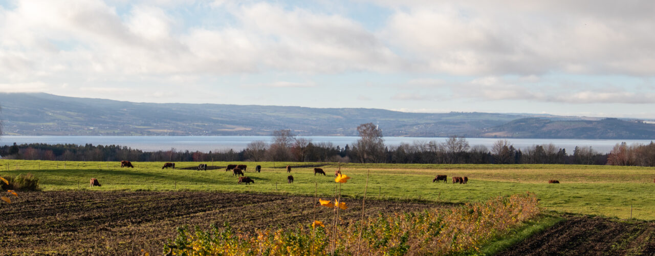 From Uniformity to Diversity: Through farmstudies and networks with farmers, advisors and the county governor, NORSØK will explore possibilities and challenges for increased production-diversity through integration of food crops on grass-livestock farms. (Photo: Anne-Kristin Løes)