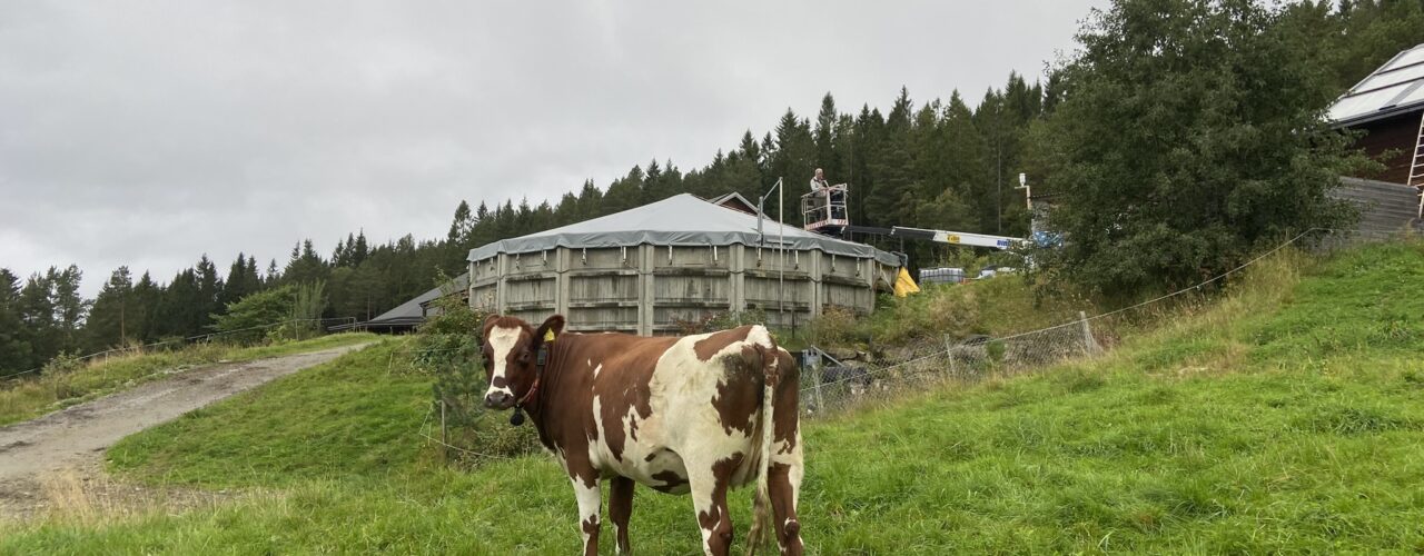 Gjødsellageret på TIngvoll gard. (Foto: Sissel Hansen)